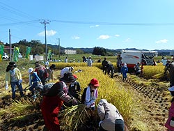 稲刈り体験(上目黒小・枝野小)_d0247484_15392465.jpg
