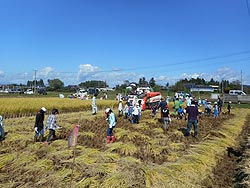 稲刈り体験(上目黒小・枝野小)_d0247484_1550273.jpg