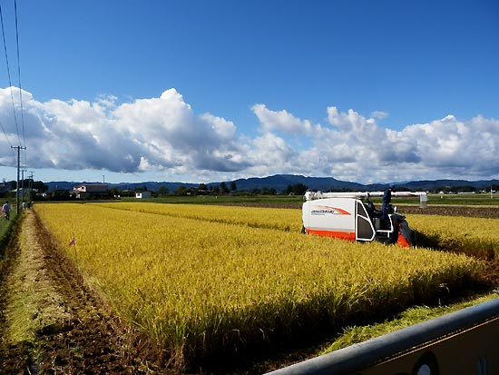 稲刈り体験(上目黒小・枝野小)_d0247484_16393143.jpg