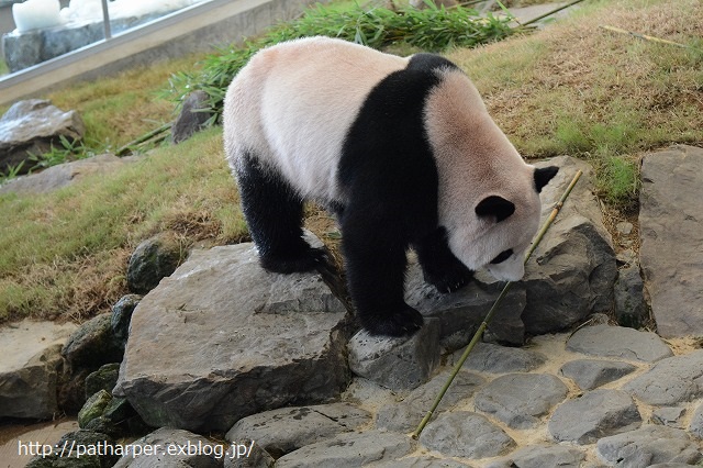 ２０１４年８月　白浜パンダ見隊２　その７　うろうろ陽ちゃん_a0052986_7443226.jpg