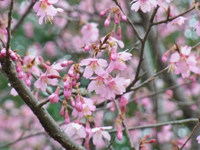 c0339392_14300950.jpg