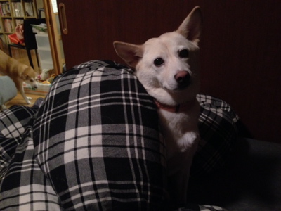 我が家のボンちゃん…。_f0232994_3482958.jpg