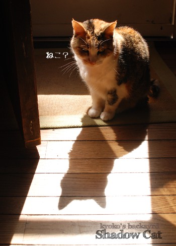 影を見る猫_b0253205_04180252.jpg