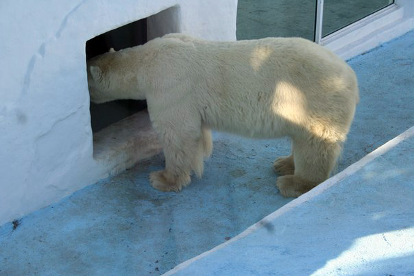 ロシア・クラスノヤルスク動物園に所有権のあるセードフ司令官の無断移動問題、ほぼ一件落着へ_a0151913_21353046.jpg