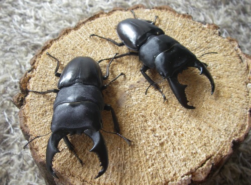 ☆ワインセラー☆クワガタ カブトムシ 電子サーモ 菌糸ビン 幼虫飼育　ブリード ☆ワインセラー☆クワガタ カブトムシ 電子サーモ 菌糸ビン 幼虫飼育