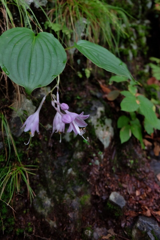 川苔山(百尋の滝)〜9月3日(水)〜　その①_b0281732_7114156.jpg