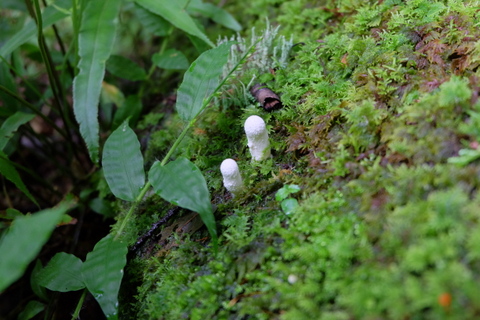 川苔山(百尋の滝)〜9月3日(水)〜　その①_b0281732_7135050.jpg