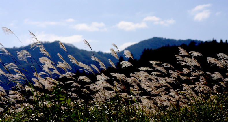 風になびく 花詩集
