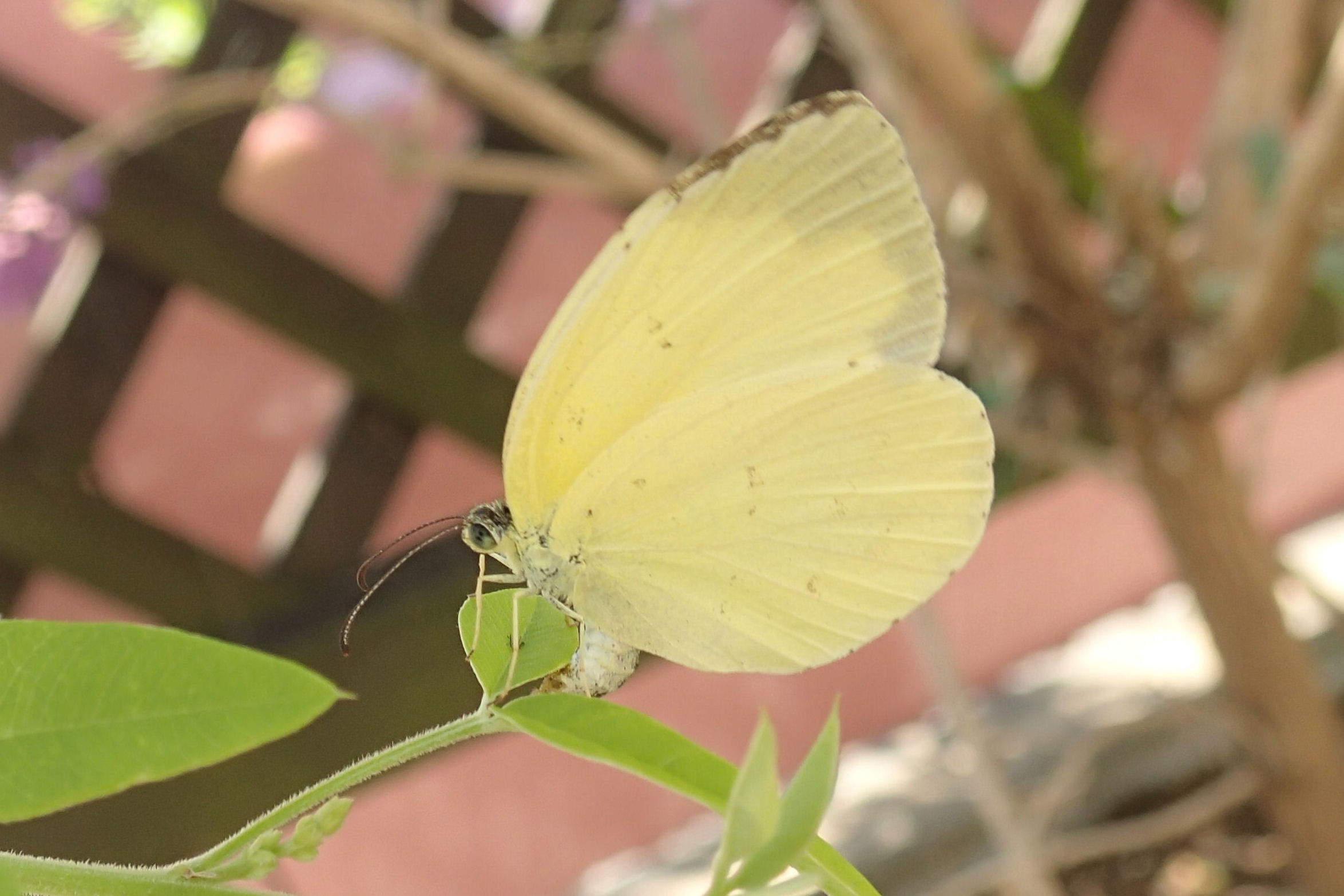 自宅生まれの蝶 2014_f0345350_07355521.jpg
