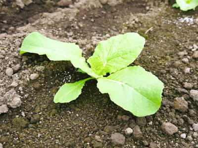 夢白菜 今年も元気な土に定植しました。「大山ファーム」さんの夢ブランドの野菜やスイカの話_a0254656_16543795.jpg