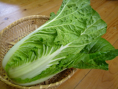 夢白菜 今年も元気な土に定植しました。「大山ファーム」さんの夢ブランドの野菜やスイカの話_a0254656_1656792.jpg
