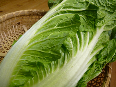 夢白菜 今年も元気な土に定植しました。「大山ファーム」さんの夢ブランドの野菜やスイカの話_a0254656_17185114.jpg