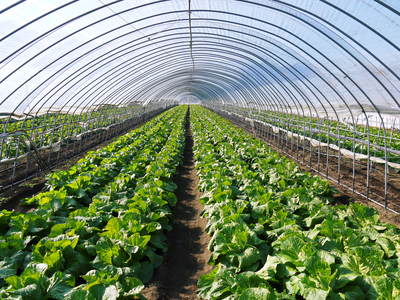 夢白菜 今年も元気な土に定植しました。「大山ファーム」さんの夢ブランドの野菜やスイカの話_a0254656_17291418.jpg