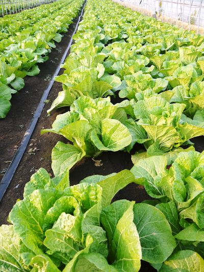夢白菜 今年も元気な土に定植しました。「大山ファーム」さんの夢ブランドの野菜やスイカの話_a0254656_17342948.jpg