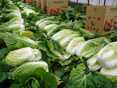 夢白菜 今年も元気な土に定植しました。「大山ファーム」さんの夢ブランドの野菜やスイカの話_a0254656_1753521.jpg
