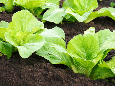 夢白菜 今年も元気な土に定植しました。「大山ファーム」さんの夢ブランドの野菜やスイカの話_a0254656_18434054.jpg
