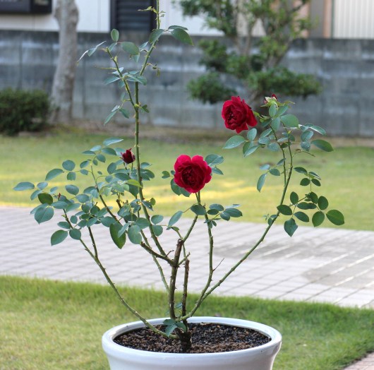 オデュッセイア 深紅のバラ La Rose 薔薇の庭