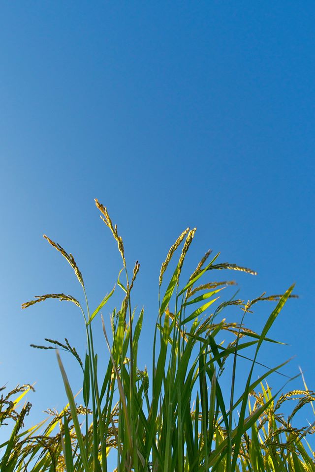 e0142357_1013774.jpg