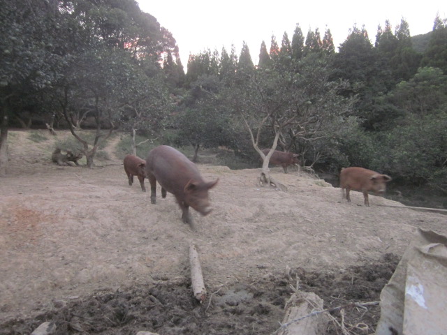 家畜の福祉_e0181260_2016195.jpg
