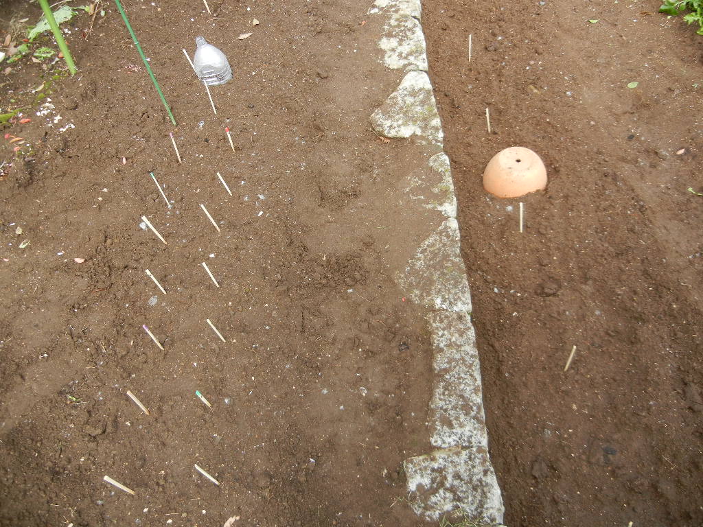 ’14,10,8(水)ニンニクとソラマメを植えたよ~!_f0060461_1426137.jpg