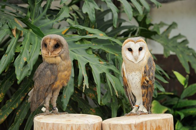 ハヤブサ1・タカ1・フクロウたくさん : 蜜蜂的写真日記