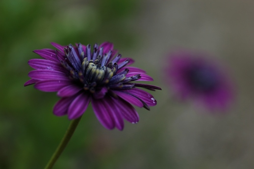 秋の草花・ダルマギク_b0214473_17152675.jpg