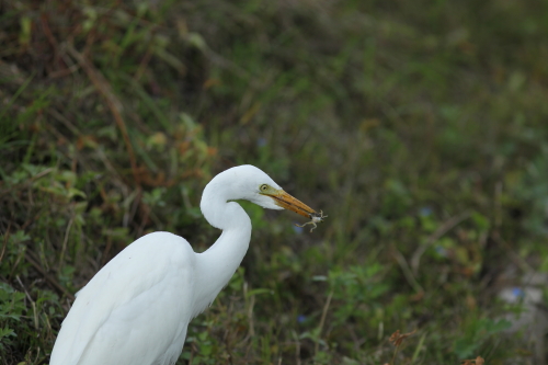 チュウサギの食事_d0262476_573877.jpg