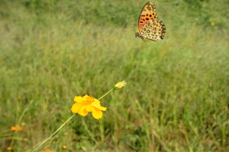 小畔川便り（キバナコスモスと蝶:2014/9/3）_f0031682_09511541.jpg