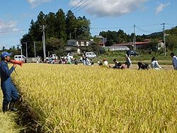 稲刈り体験(上目黒小・枝野小)_d0247484_8161548.jpg