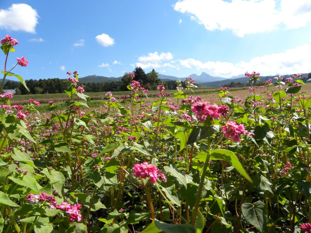 赤蕎麦 花盛り_b0329588_16594325.jpg