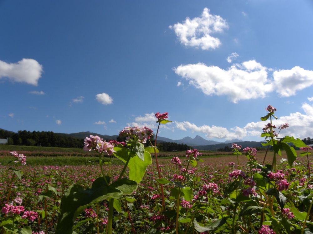 赤蕎麦 花盛り_b0329588_17082024.jpg