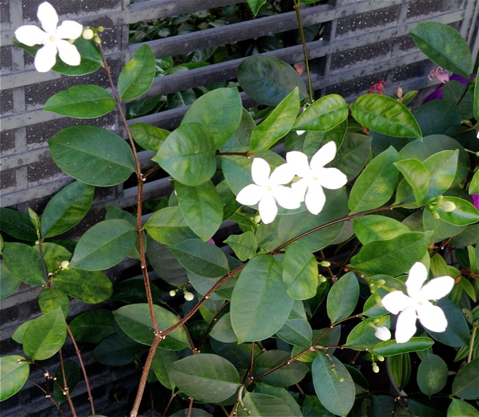 花の白さが目立ちます セイロンライティア 楽餓鬼