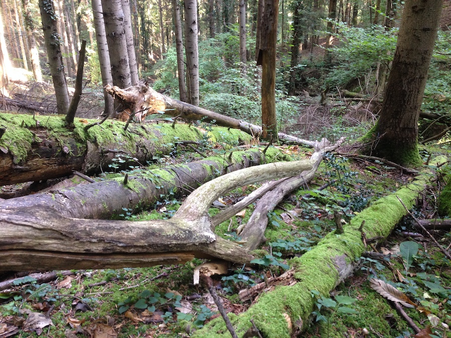 キノコ狩り_f0106597_2473628.jpg