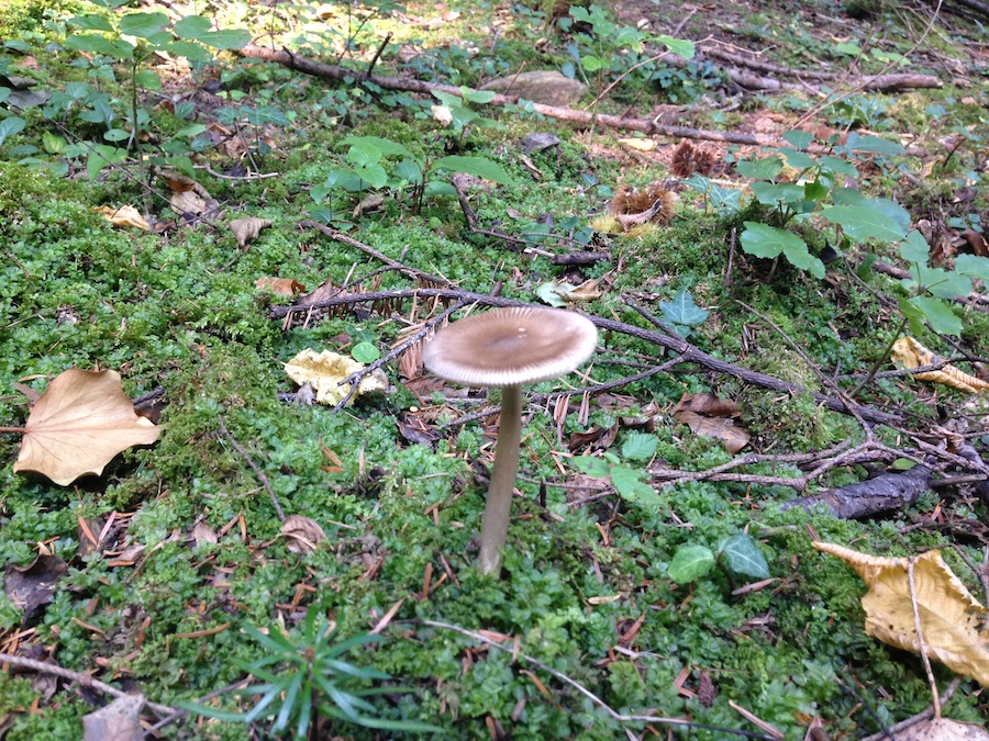 キノコ狩り_f0106597_252344.jpg