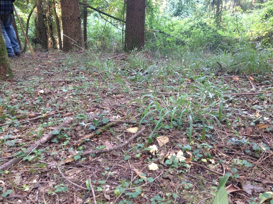 キノコ狩り_f0106597_315771.jpg