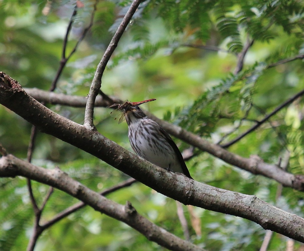 ｴｿﾞﾋﾞﾀｷ トンボも食べるんですね 夜 月食も ぶらり探鳥