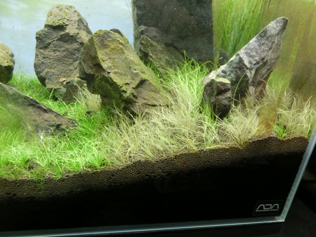 ADA万天石を使った水草レイアウト水槽 その5_b0141806_23263653.jpg