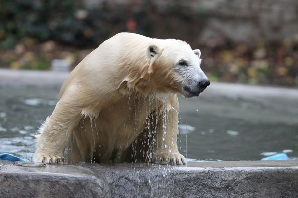 アメリカ ニューヨーク州 バッファロー動物園で堀に転落し骨折したルナの治療が長期化へ Polarbearology Conjectaneum アメリカ ニューヨーク州 バッファロー動物園で堀に転落し骨折したルナの治療が長期化へ Polarbearology Conjectaneum