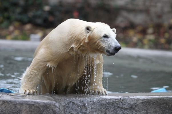 アメリカ ニューヨーク州 バッファロー動物園で堀に転落し骨折したルナの治療が長期化へ Polarbearology Conjectaneum