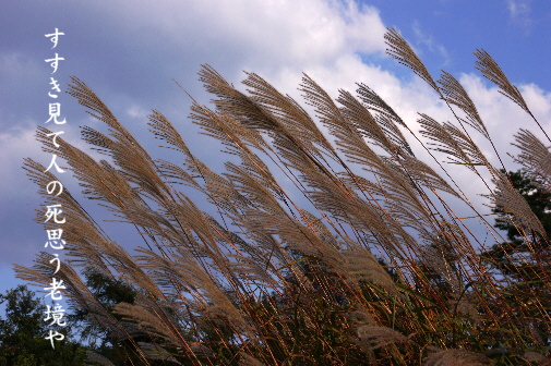 すすき 写真俳句 一日一写句