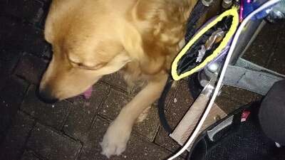 c0138720_1132231.jpg