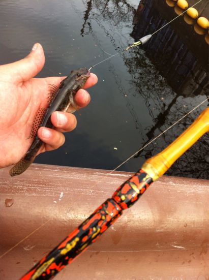 和竿　竹竿　リール竿　約310cm 和竿用竹材・船釣りシャクリ竿用890-27.1-17.2mm【商品番号