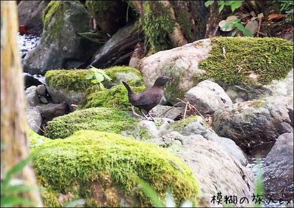 一乗谷の生き物たち　～白山の山麓を歩く（５）_f0140054_18273394.jpg