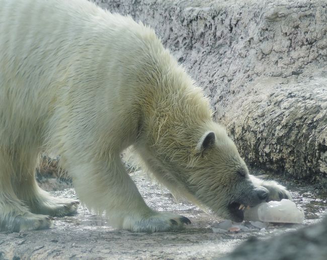 とくしま動物園リベンジ　ポロロその3_b0014576_07242535.jpg