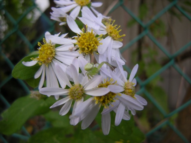 f0063887_23384591.jpg
