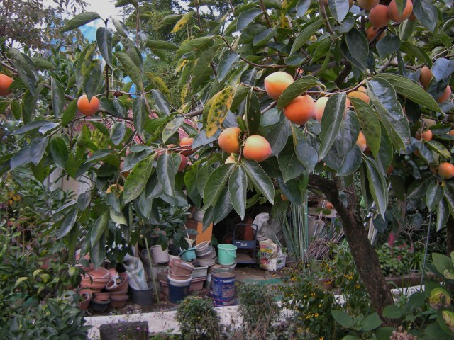 f0063887_23402883.jpg