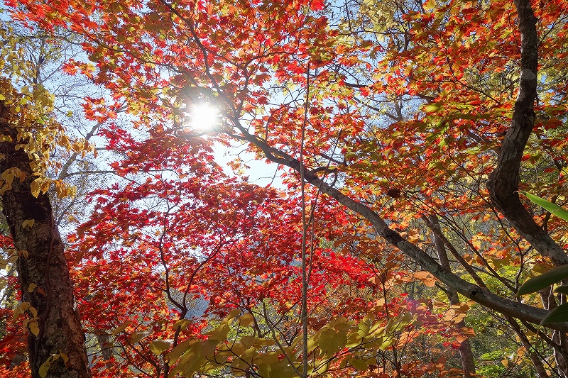 風不死岳と紋別岳に恵庭岳登山口の状況、10月9日－速報版－_f0138096_17492194.jpg