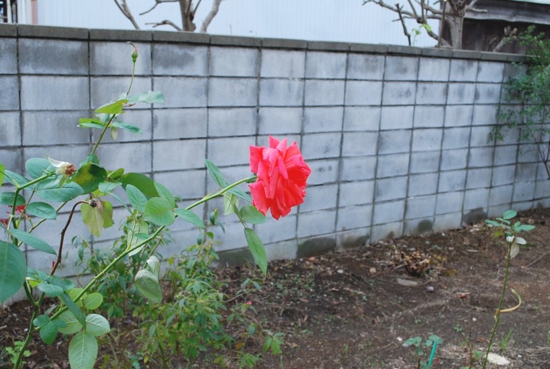 e0025300_20211164.jpg