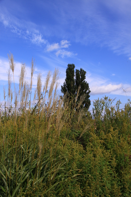 d0248502_2357270.jpg
