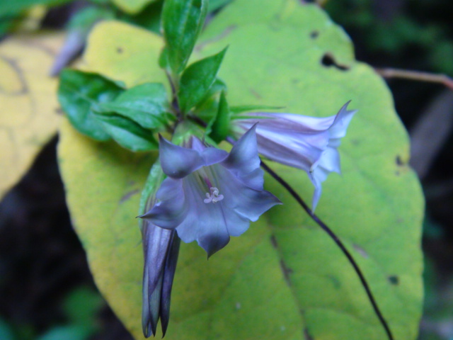 ツルリンドウ（蔓竜胆）の花と実…2014/10/10_f0231709_21452847.jpg